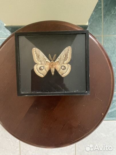 Бабочки-высушен