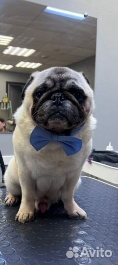 Талнах. Стрижка собак и кошек бесплатно