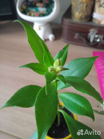 Эсхинантус жар- птица