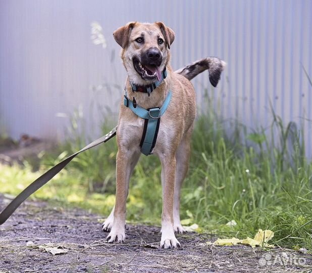 Щенок подросток Бара ищет дом (метис)