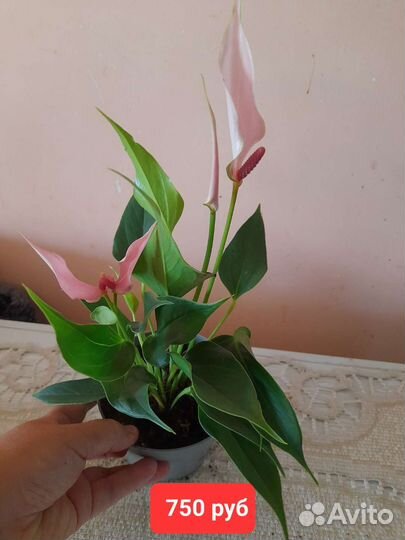 Антуриум Лилли