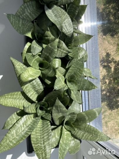 Сансевьерия ханни