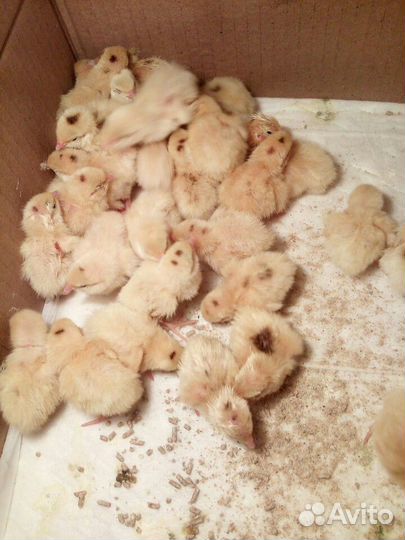 Перепел техасский