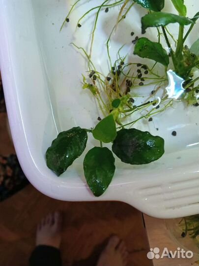 Аквариумные растения и животные