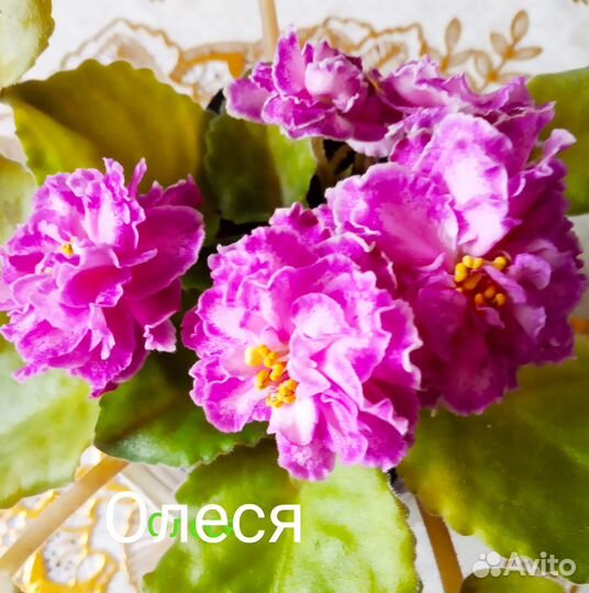 Фиалки