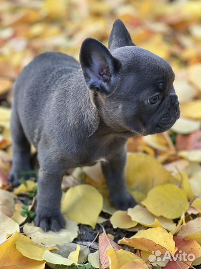 Французская булочка