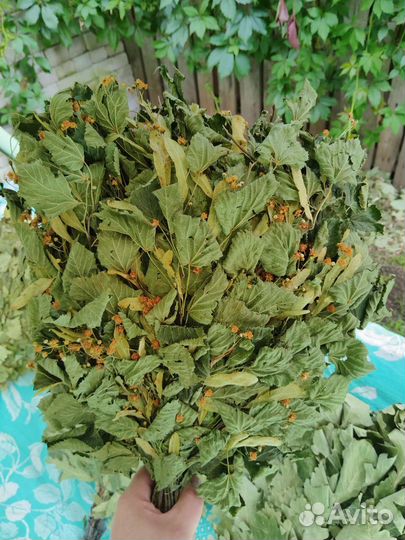 Дубовые,эвкалиптовые,пихтовые, веники для бани