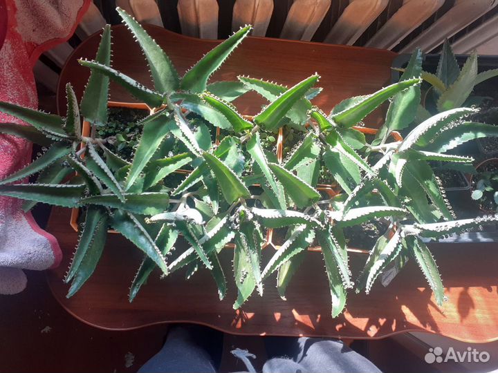 Каланхоэ перистое лечебное