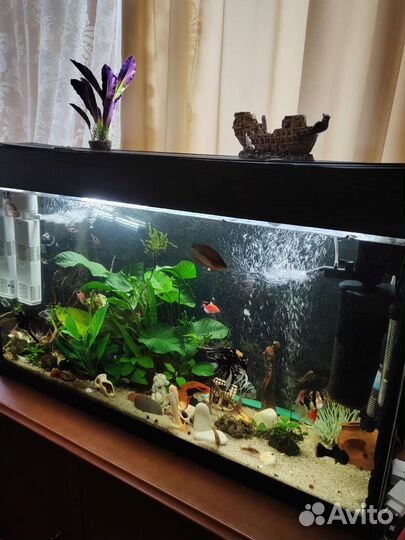 Аквариум на 200 литров