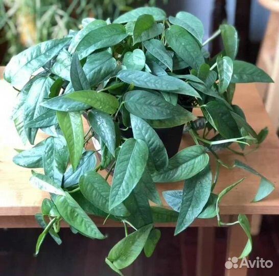 Монстера Сильвер