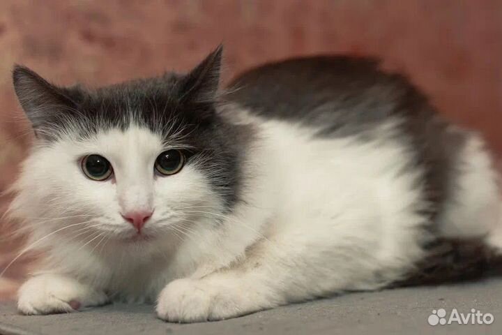 Кот в добрые руки