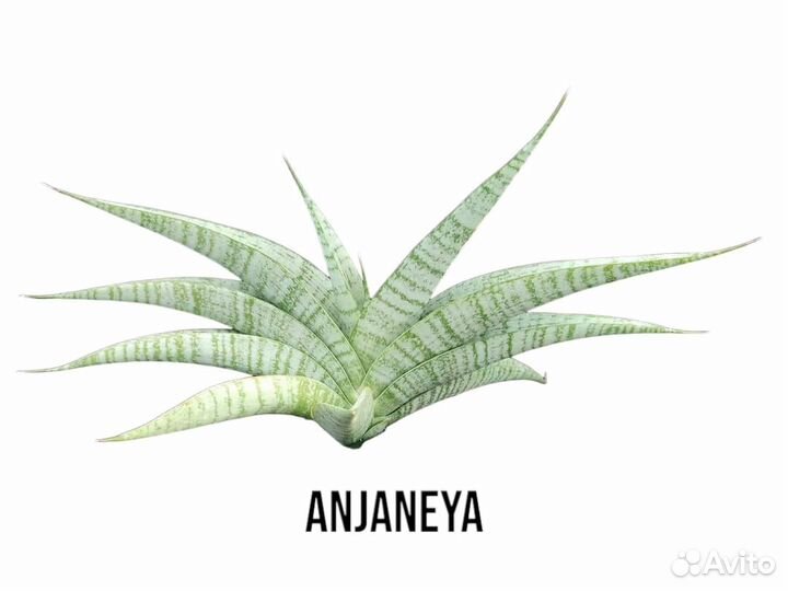 Сансевиерия sansevieria Indonesia