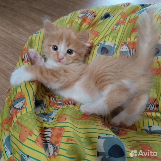 Рыжие котики