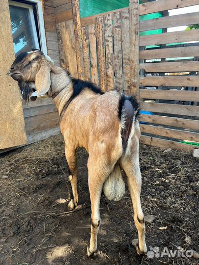 Нубийский козел