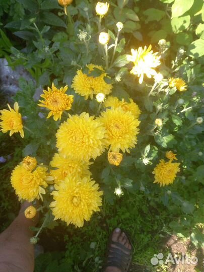 Дельфиниум,платикодон,хризантемы