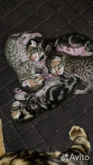 Котята в добрые руки бесплатно