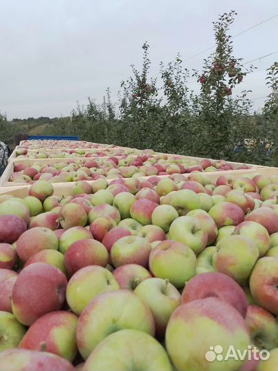Сбор яблок, разнорабочий