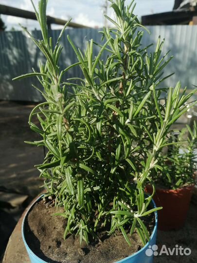 Розмарин саженцы