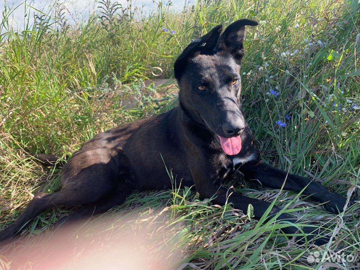 Отдам в добрые руки