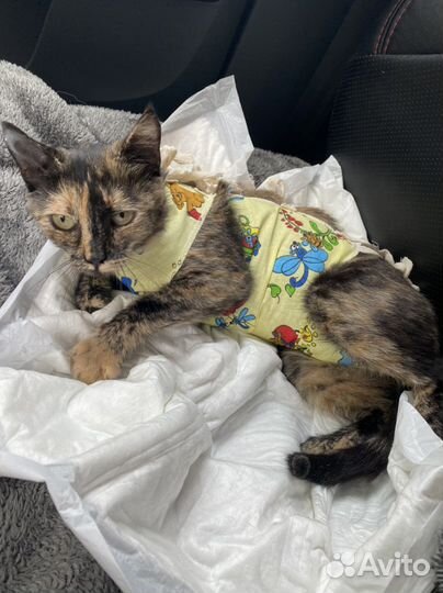 Кошечка в добрые руки