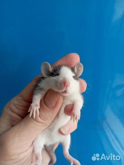 Крысята, крыса Дамбо, стандарт, Хаски и др