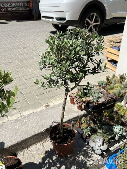 Олива европейская