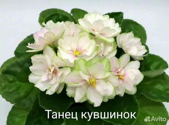 Фиалки набор №8 укорененных листов 7 разных сортов