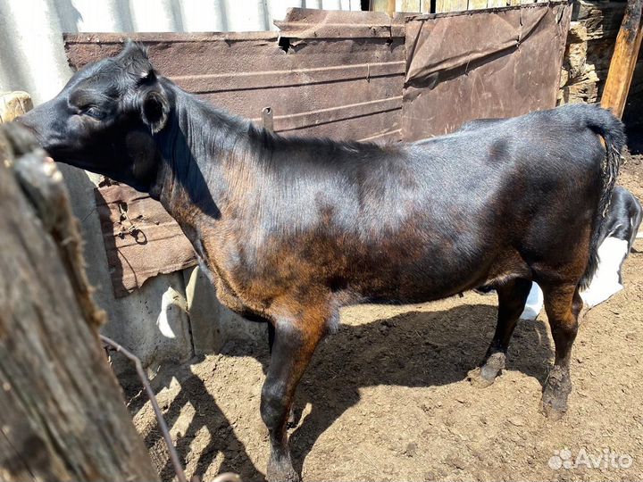 Корова с теленком