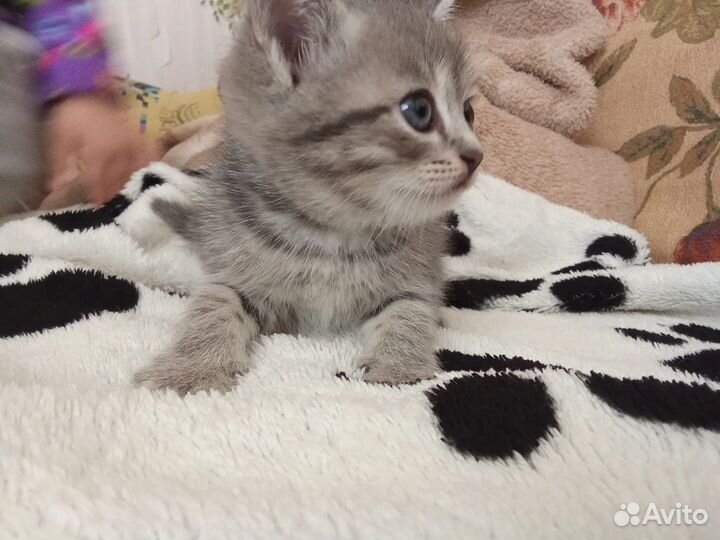 Кошки в добрые руки бесплатно