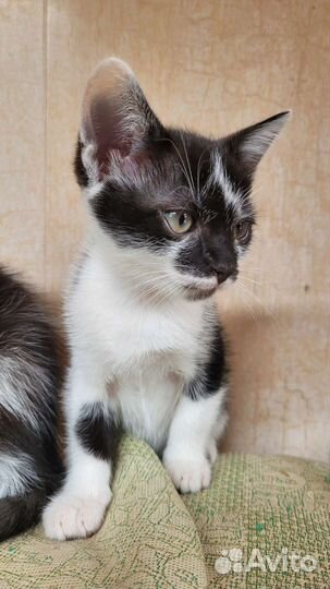 Котенок в добрые руки