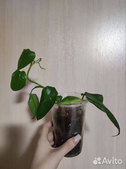 Филодендрон щучий хвост