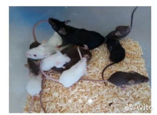 Кормовые мыши