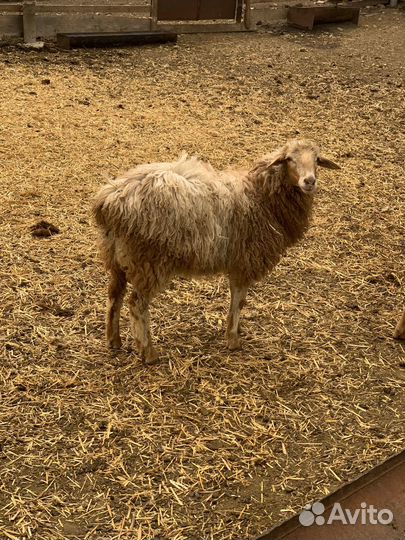 Овцы ягнята