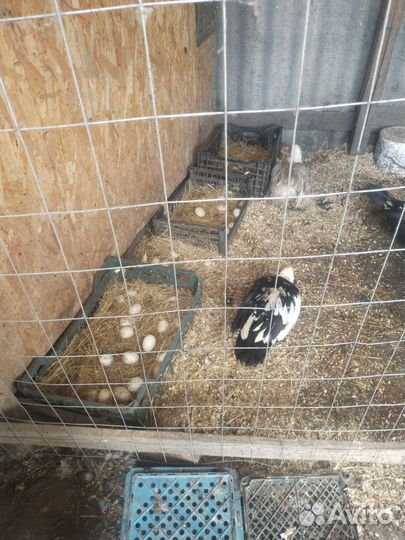 Мускусные утки