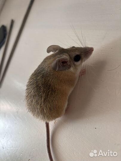 Акомисы иглистые мыши