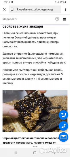 Жук знахарь