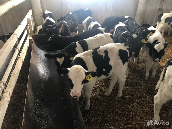 Бычки и телки