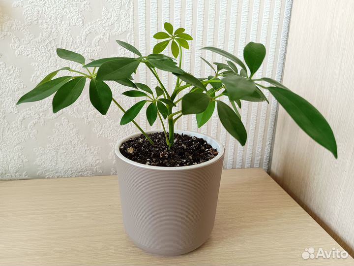 Растения (хойя триколор, шеффлера, оксалис)