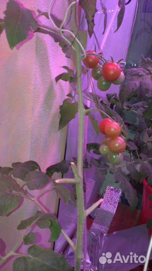 Фитосветильники для растений