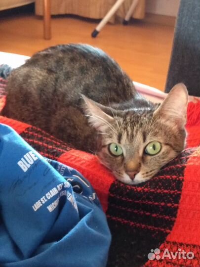 Отдам кошку в хорошие руки