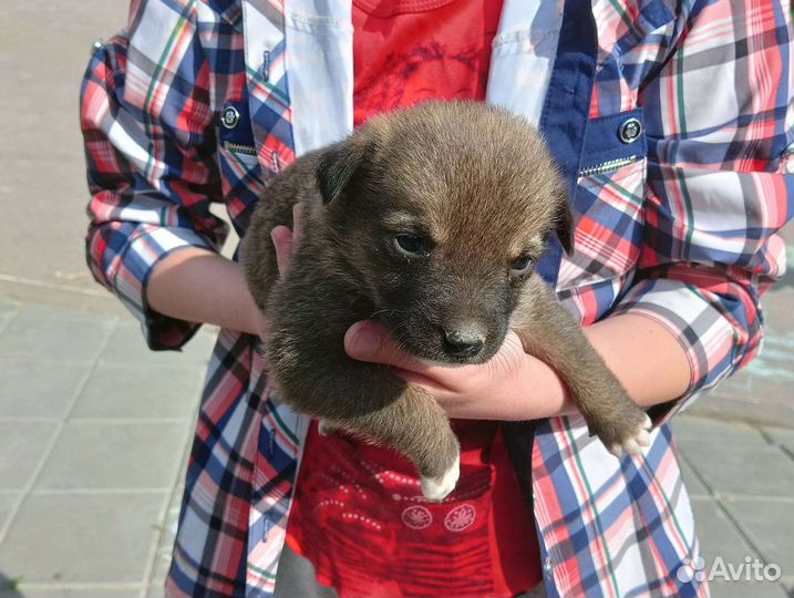 Собака в добрые руки щенок