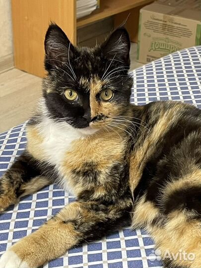 Найдена кошка