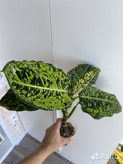 Диффенбахия рефлектор