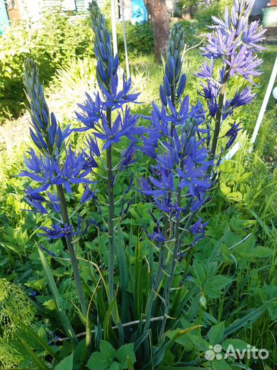 Камассия голубая, примула японская Миллер кримсон