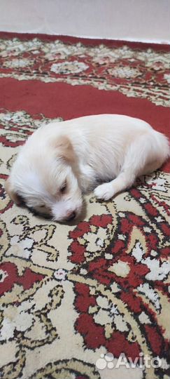 Домашние животные собаки щенки