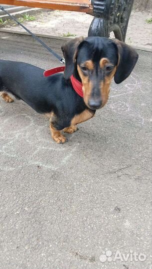 Такса мальчик 9 мес бесплатно