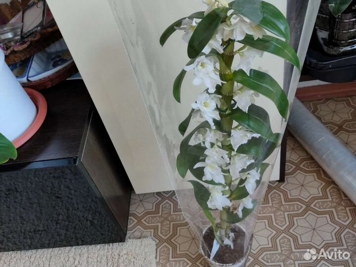 Орхидея дендробиум нобиле