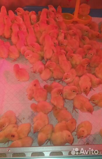 Перепела суточные