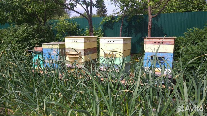 Продам пасеку