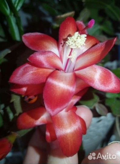 Декабрист шлюмбергера сортовые